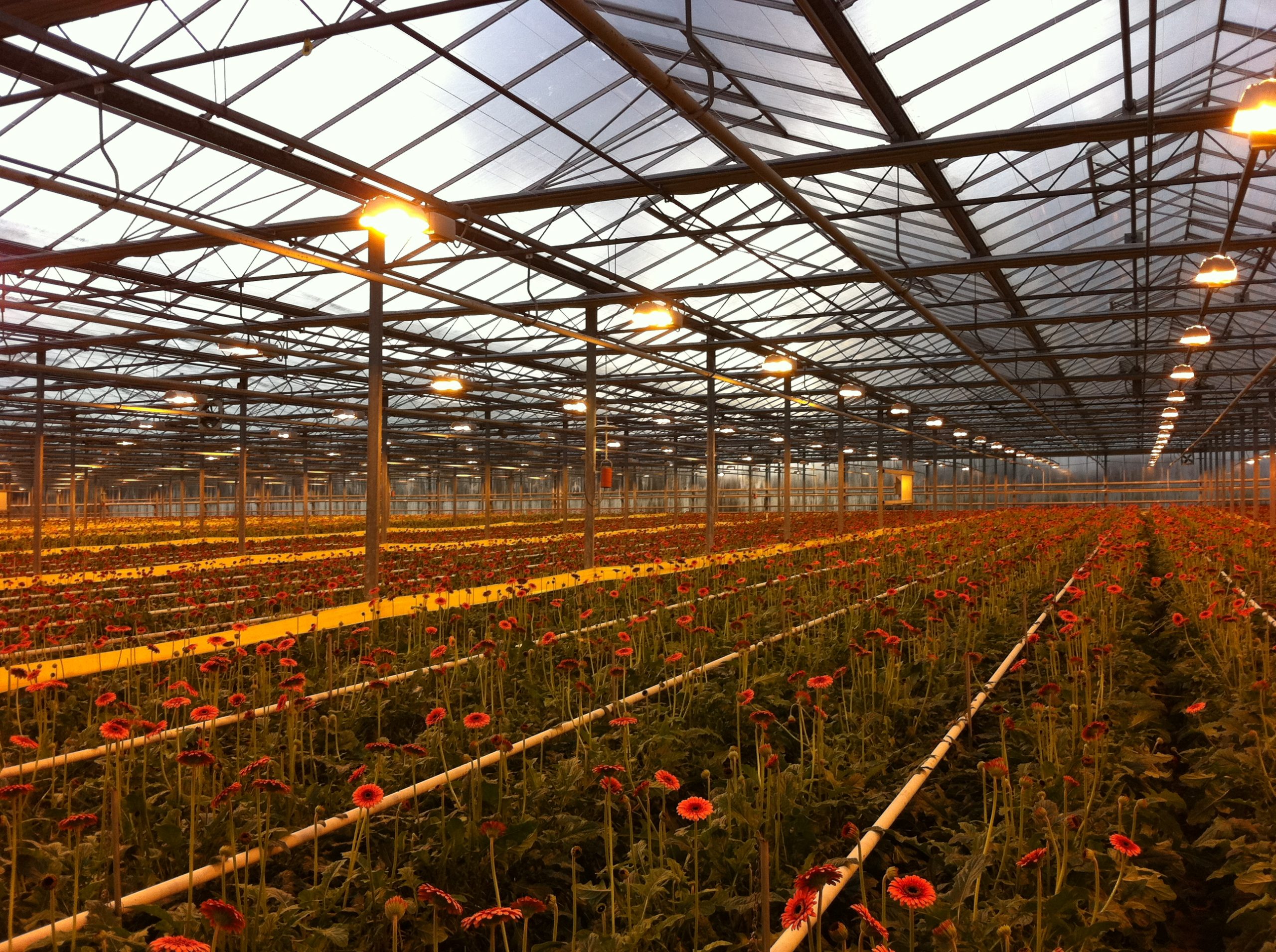 گلخانه-شرکت همتا