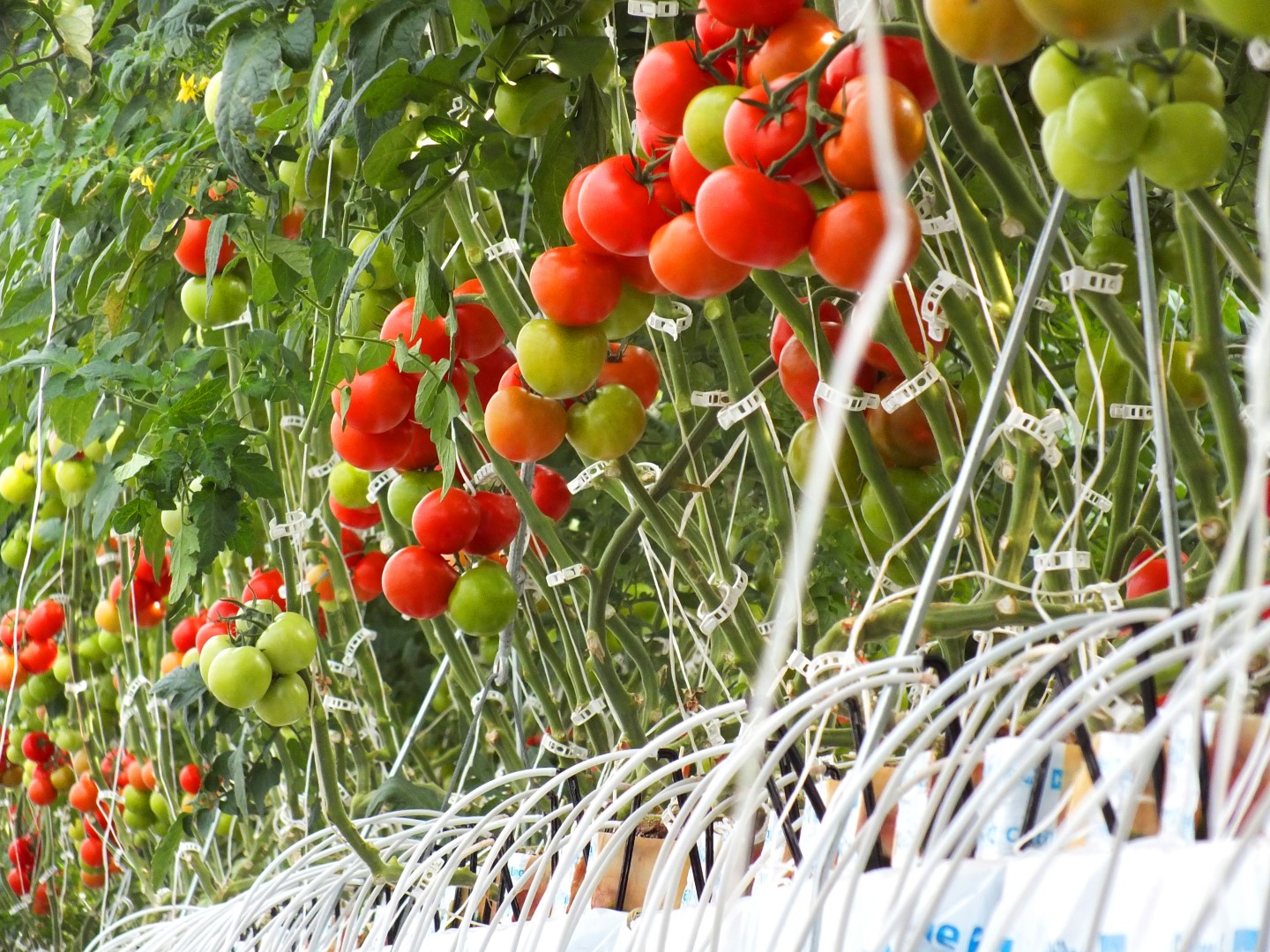 tomato-greenhouse-turkey-turnkey